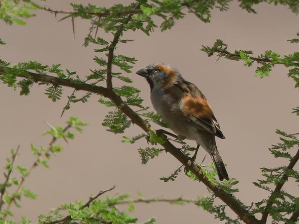 <h3><a href="/trips/tanzania/biota/animalia/chordata/aves/040 passeriformes/113 passeridae/passer rufocinctus/passer rufocinctus-nl.html">Passer&nbsp;rufocinctus</a> / Kenya&nbsp;sparrow / Keniaanse&nbsp;roestmus</h3>OM-1 Mark II met OLYMPUS M.150-400mm F4.5 TC, 1/2000 sec  bij F5.6, ISO 500, afstand 26.5&nbsp;m